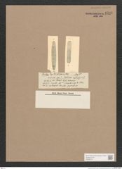Navicula sp. (de-Toni-Nr.: Genus 1) Zeichnungen Sammlung Grunow Nr. 1595 (NHMW-BOT-W0368137)